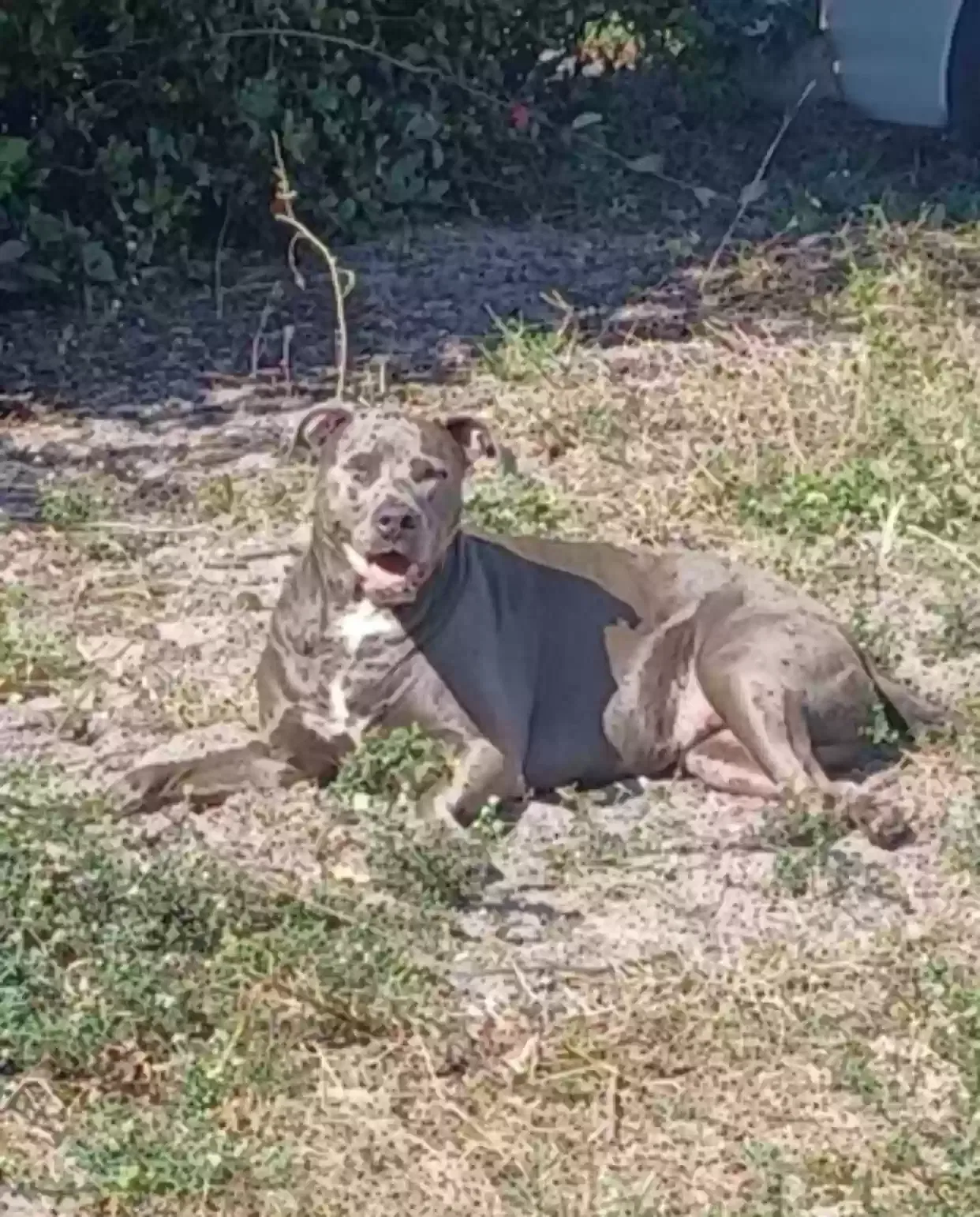 Lost dog in Fort Lauderdale, FL, 33312