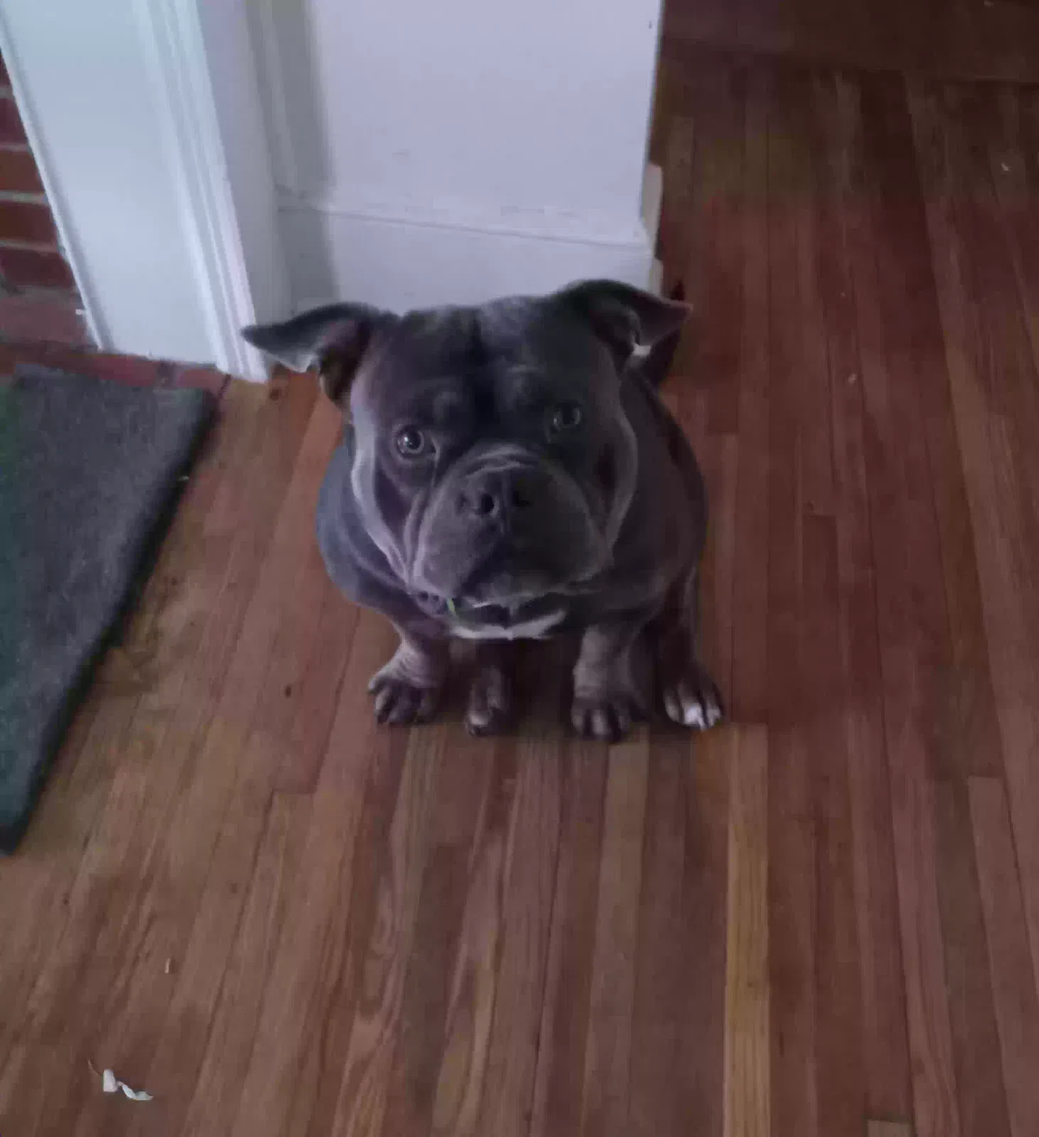 Lost dog in Pelham, NC, 27311