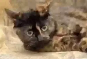 Lost cat in Morton, IL, 61550