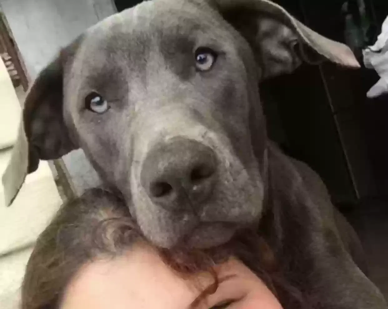 Lost dog in Fort Lauderdale, FL, 33312