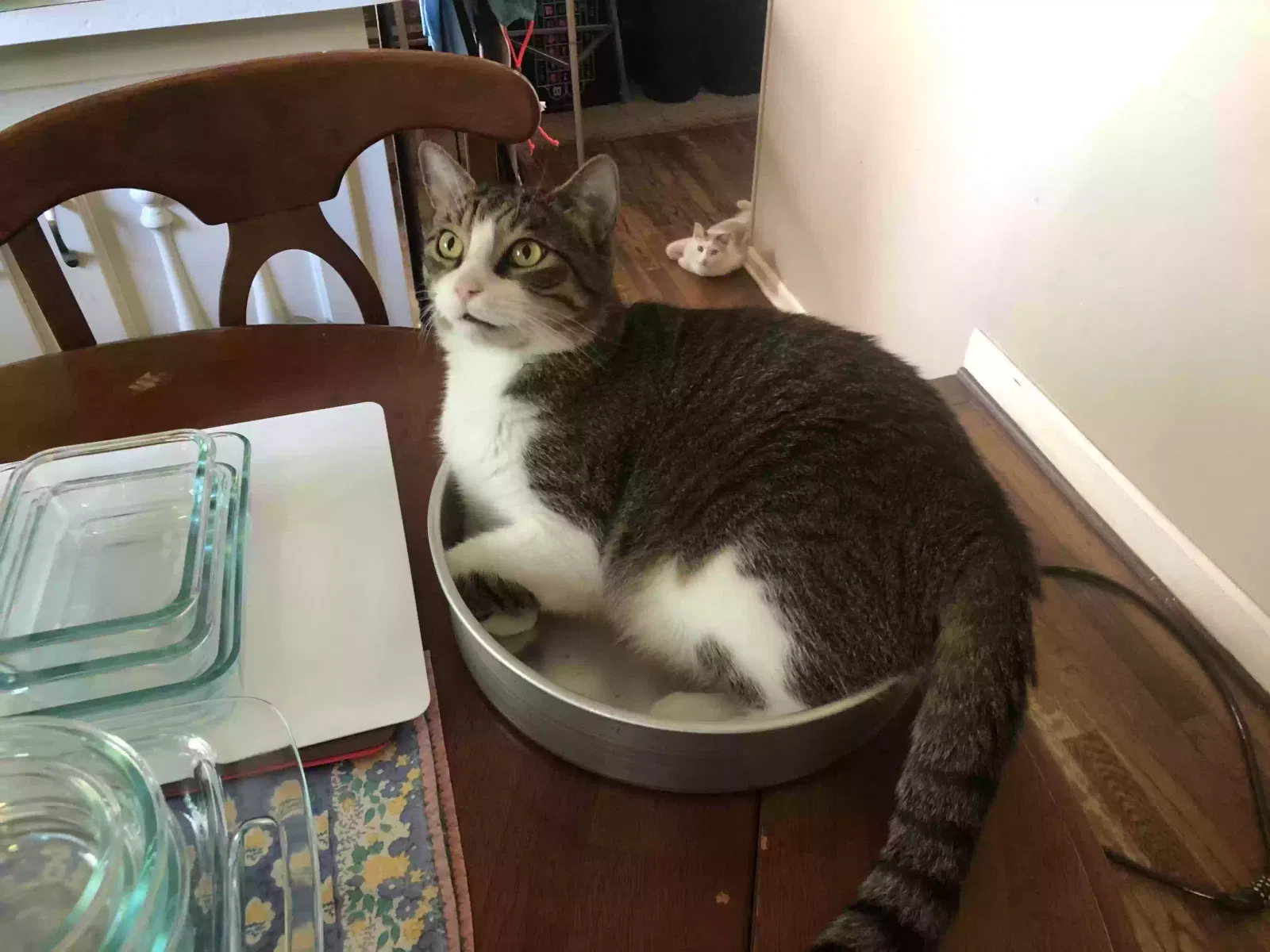 Lost cat in Charleston, SC, 29412