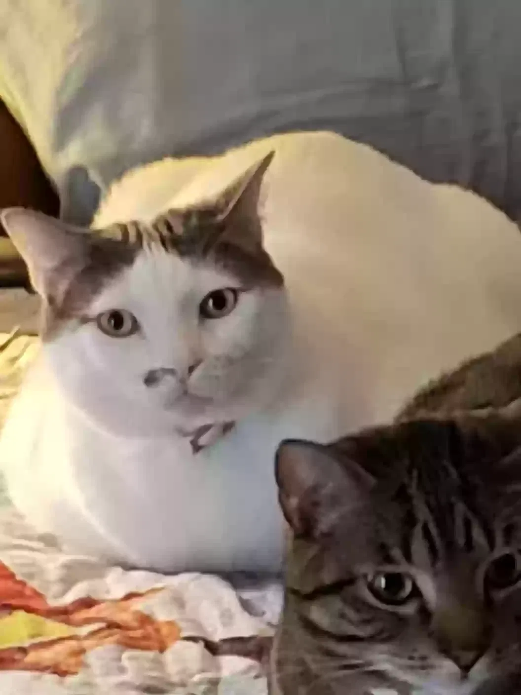 Lost cat in Austin, TX, 78731