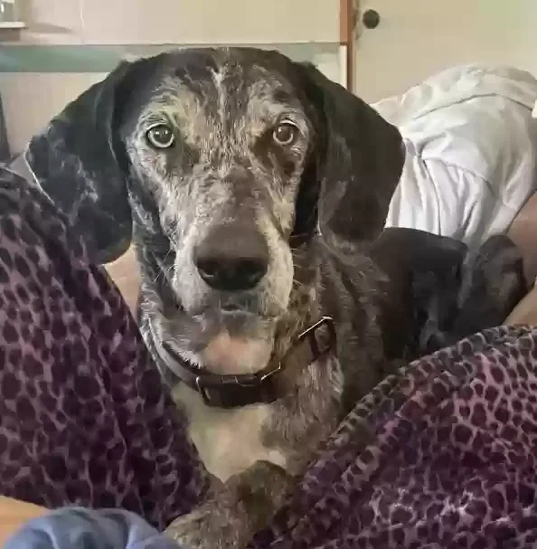 Lost dog in Baker, LA, 70714