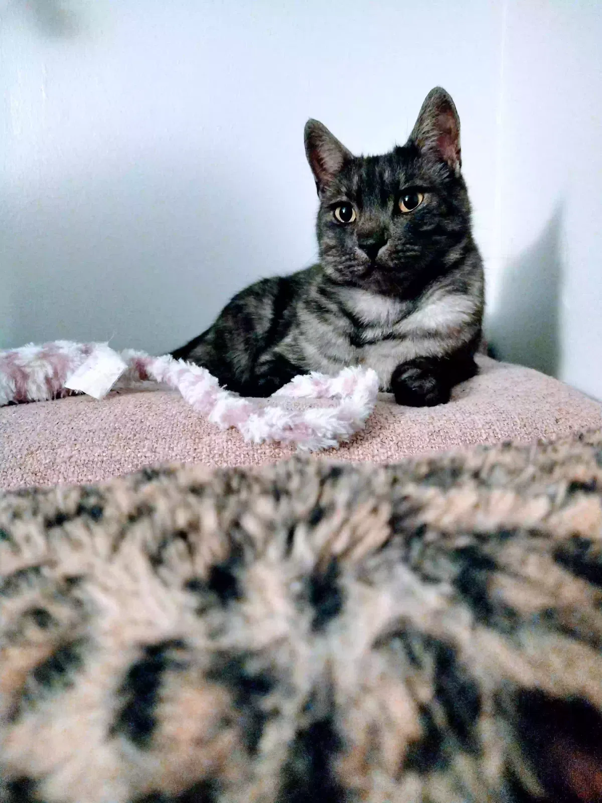 Lost cat in Pomona, CA, 91767