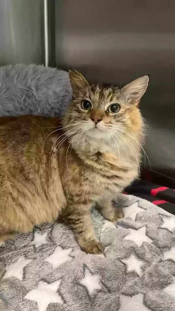 Lost cat in Honolulu, HI, 96815