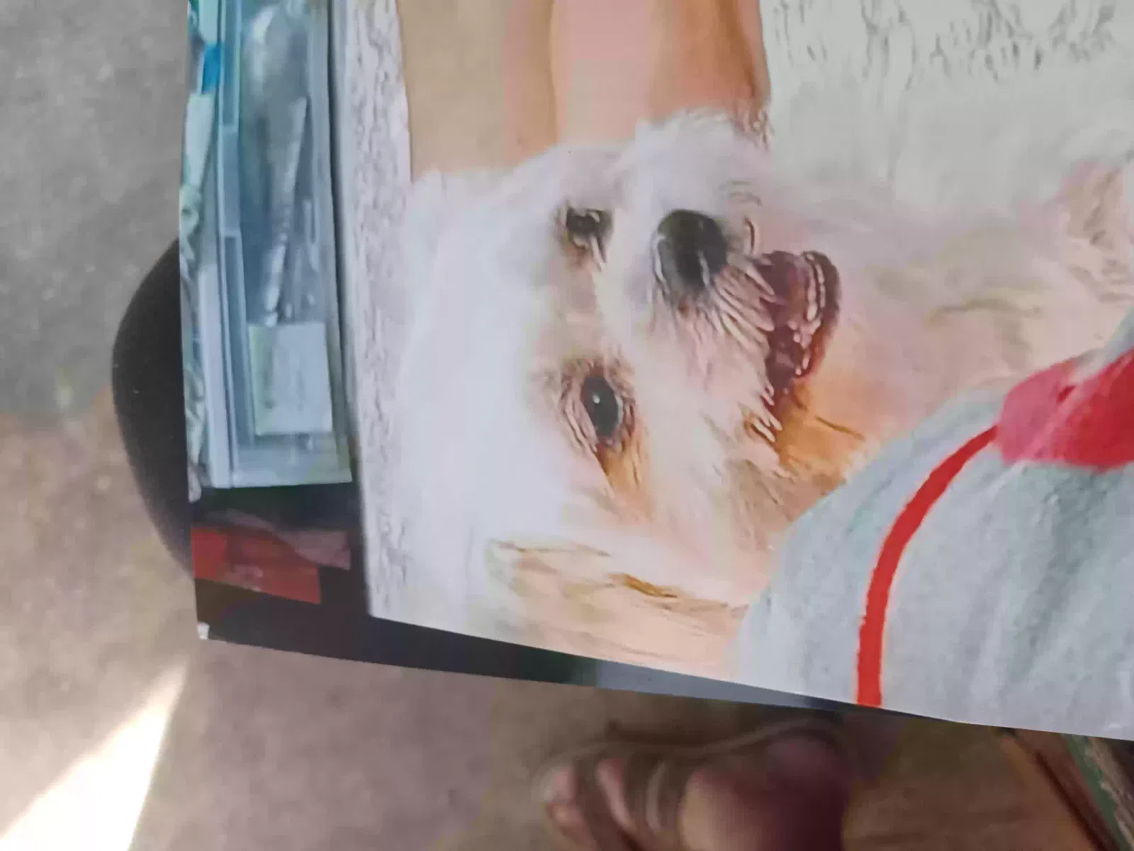 Lost dog in San Antonio, TX, 78237