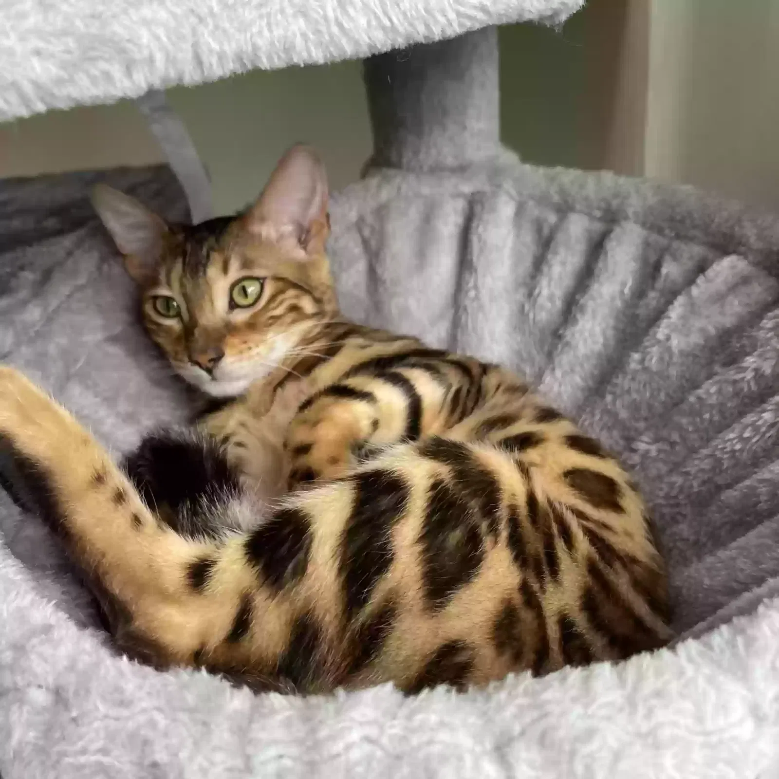 Lost cat in Fort Lauderdale, FL, 33304