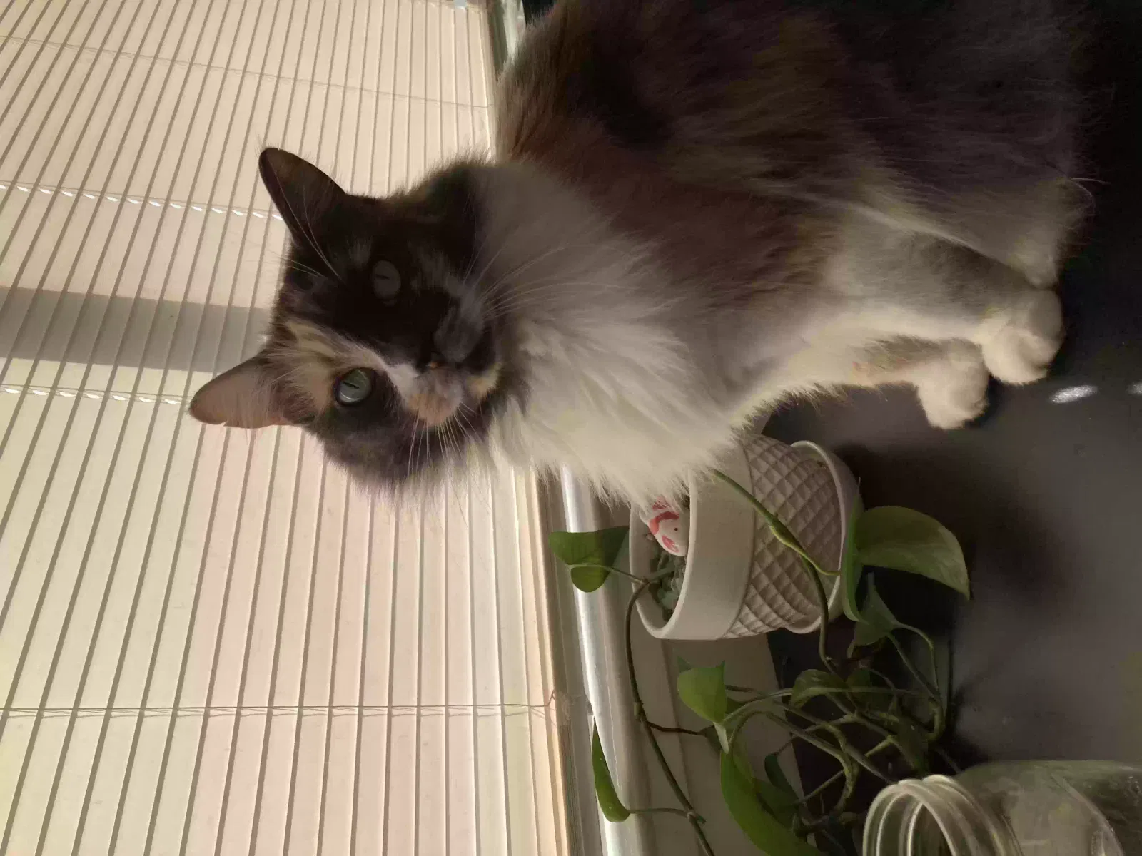 Lost cat in Redwood City, CA, 94062