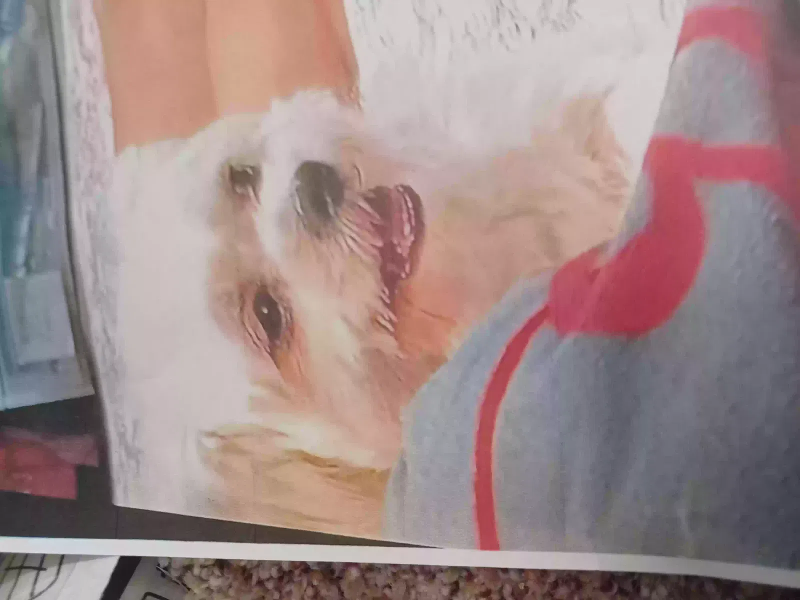Lost dog in San Antonio, TX, 78237