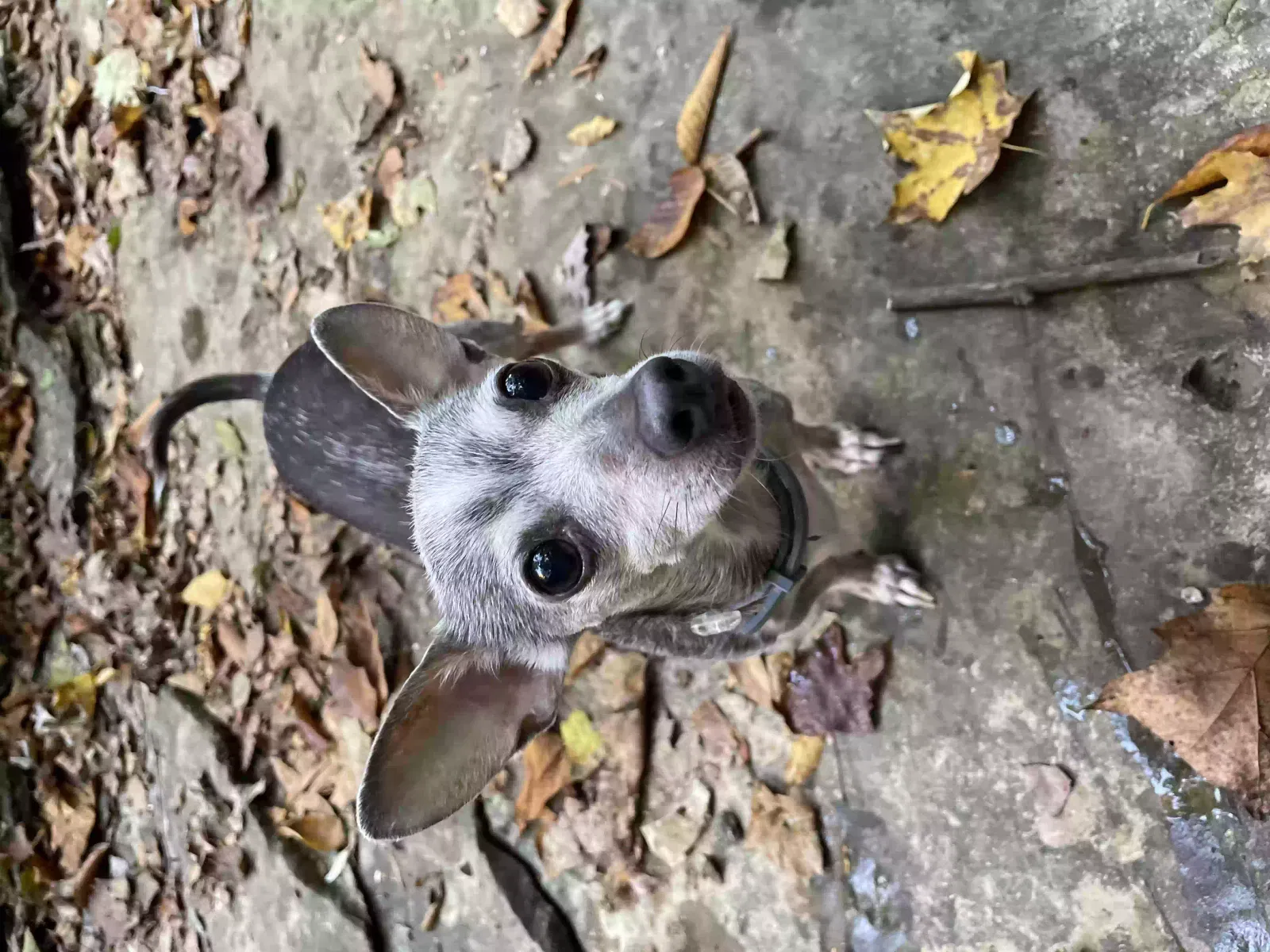 Lost dog in Bon Aqua, TN, 37025