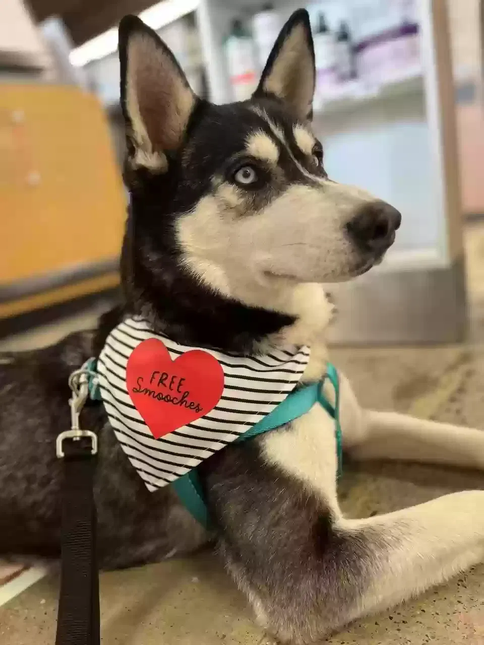 Lost dog in Sacramento, CA, 95841