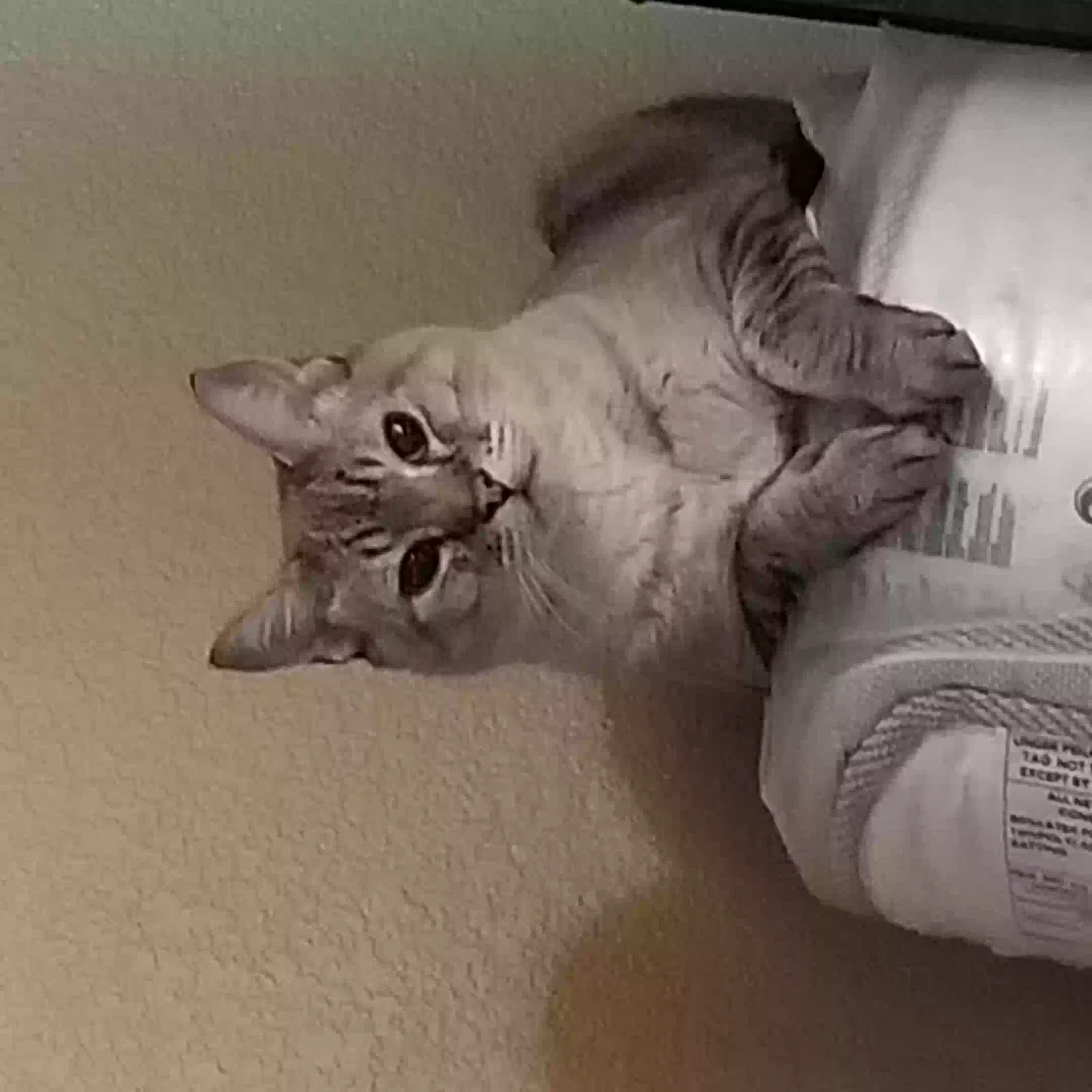 Lost cat in Las Vegas, NV, 89128