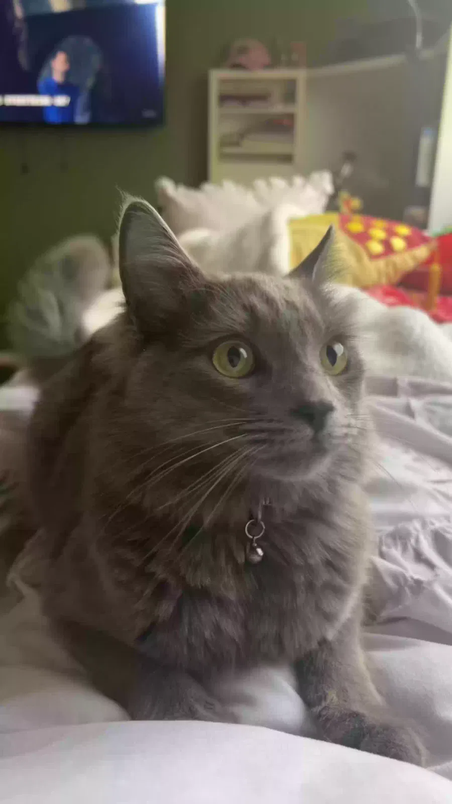 Lost cat in Reseda, CA, 91335
