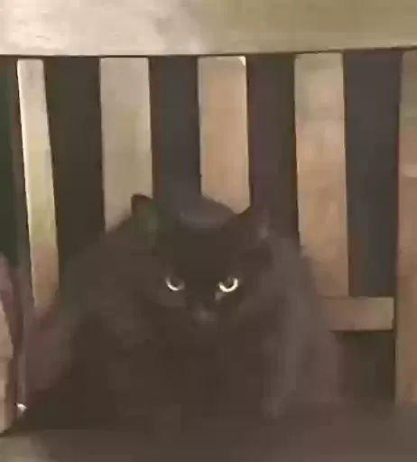 Lost cat in Corpus Christi, TX, 78402