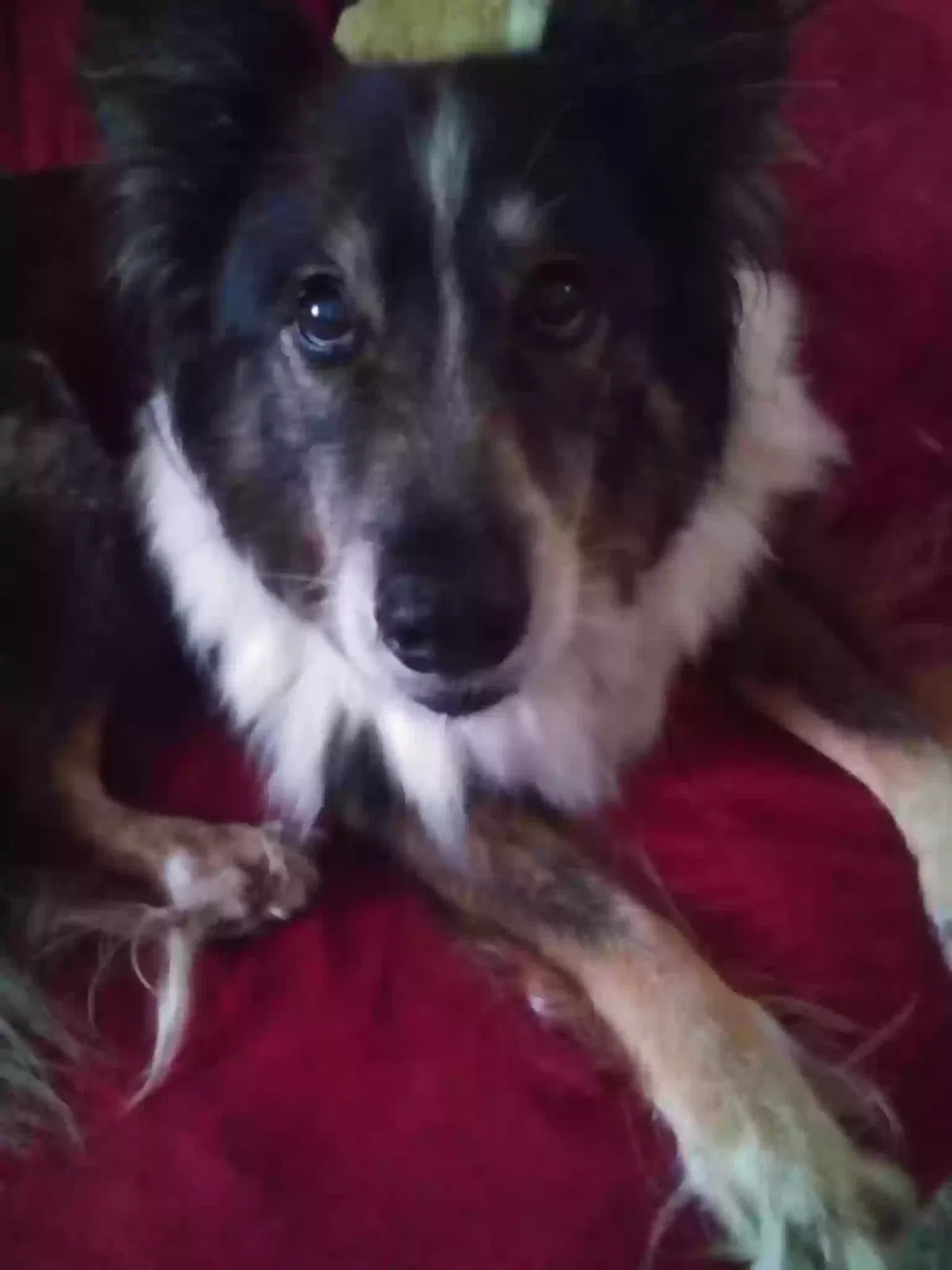 Lost dog in Mocksville, NC, 27028