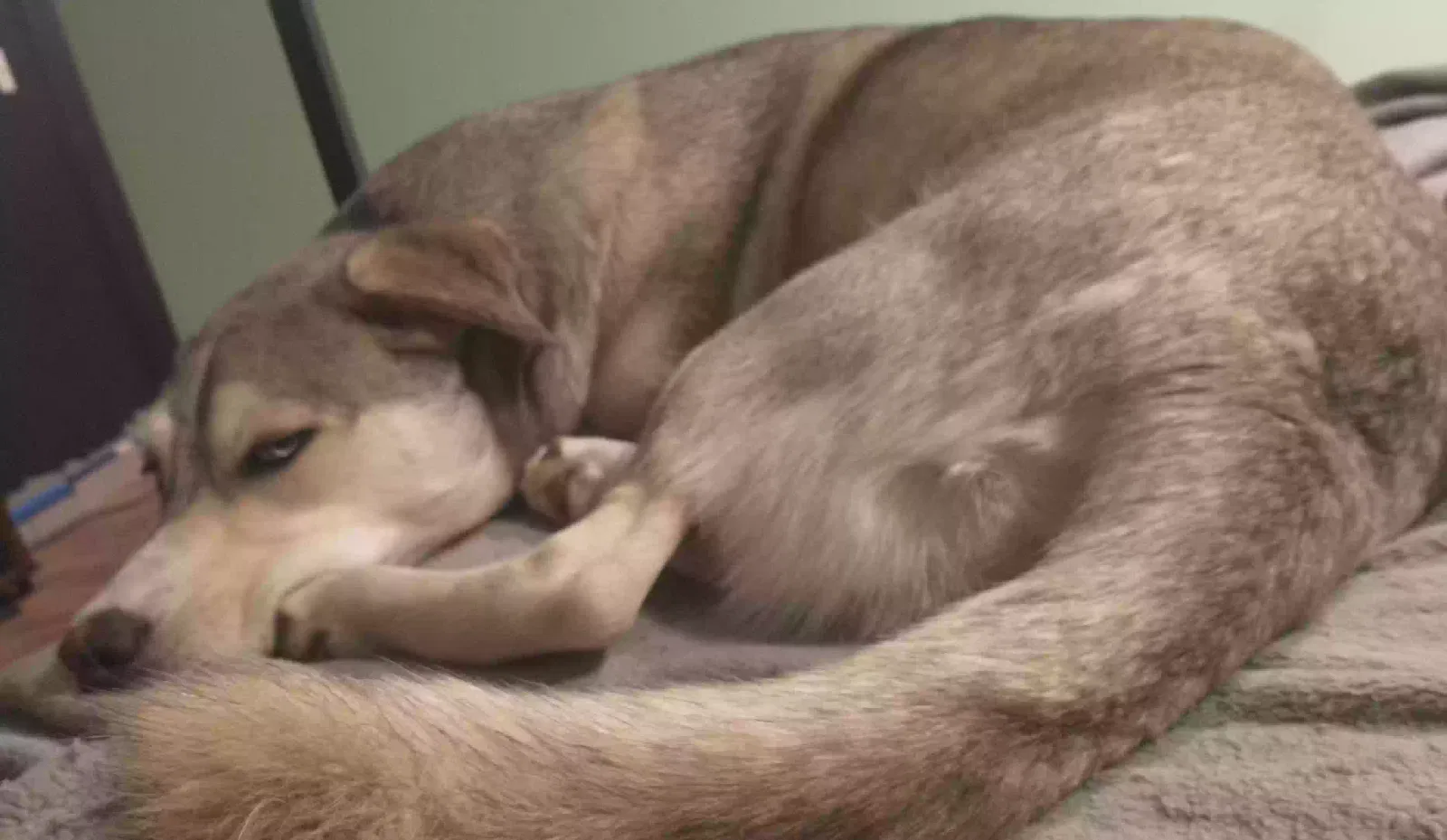 Lost dog in De Soto, MO, 63020