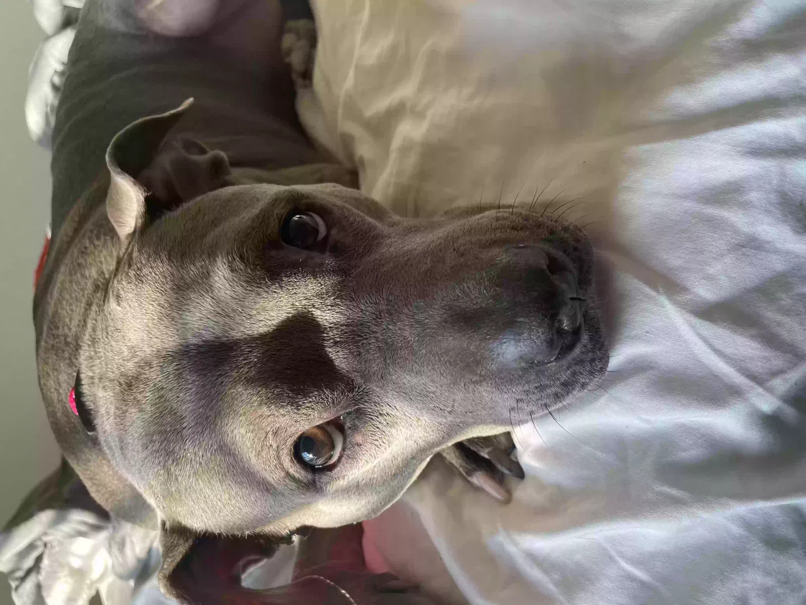 Lost dog in Fort Worth, TX, 76123