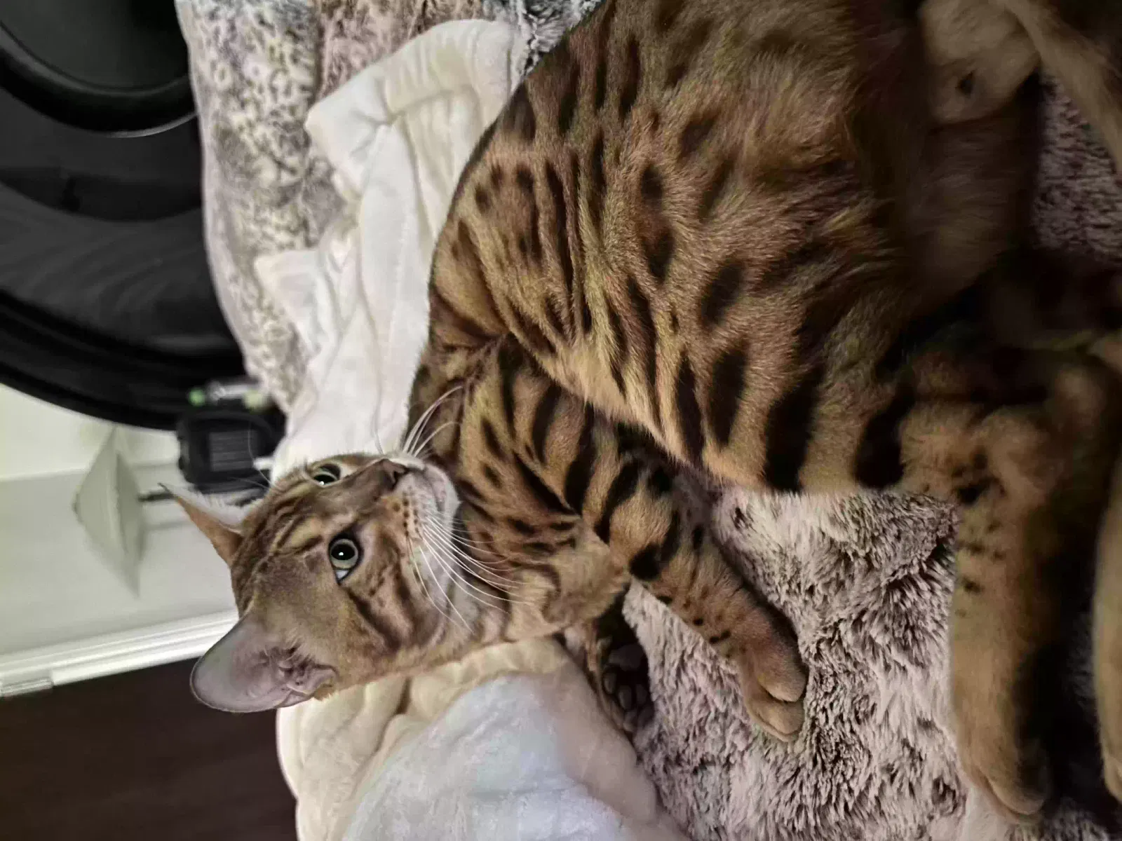 Lost cat in Bonita, CA, 91902