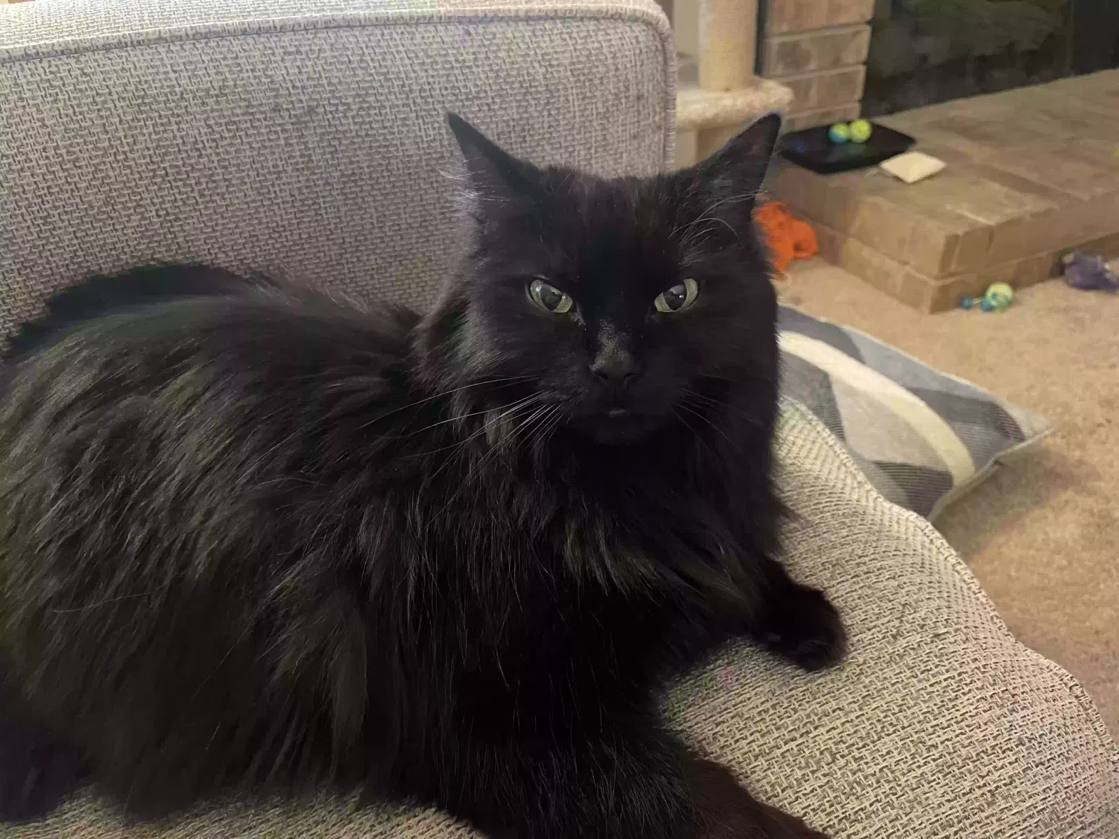 Lost cat in Carrollton, TX, 75010