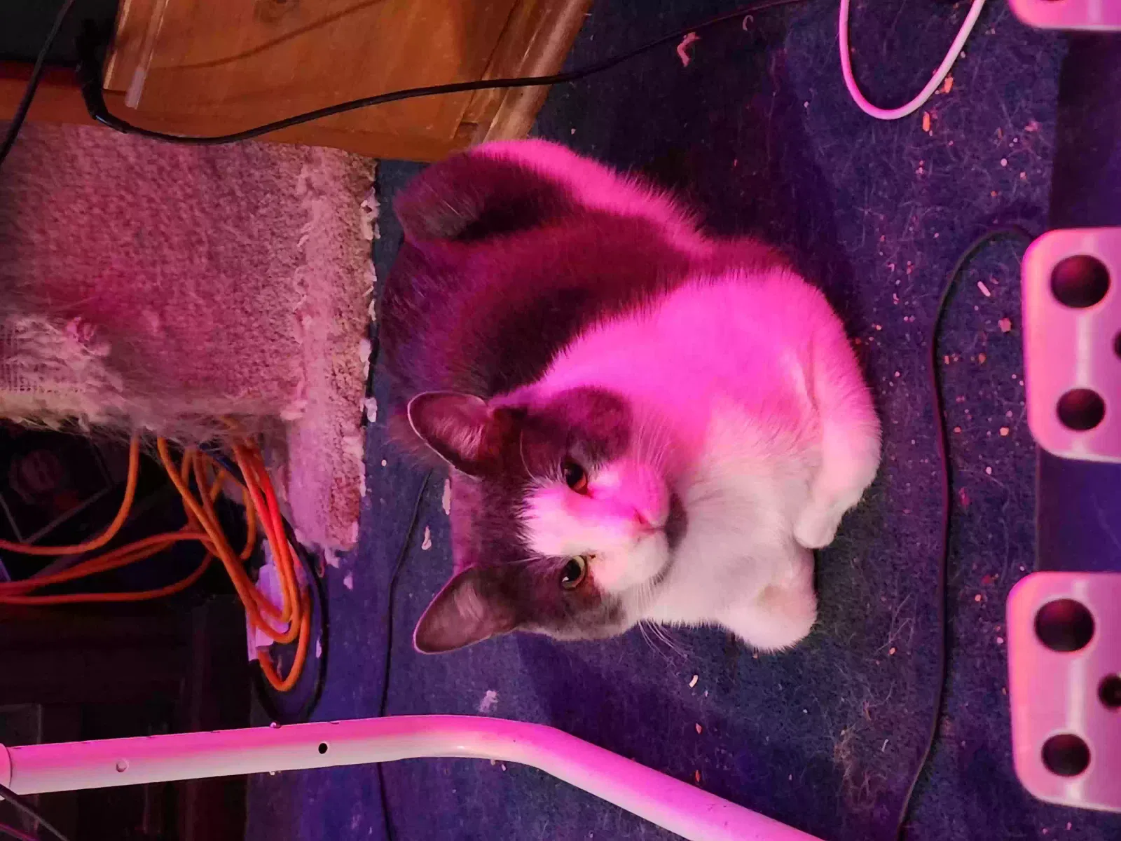 Lost cat in Amarillo, TX, 79118
