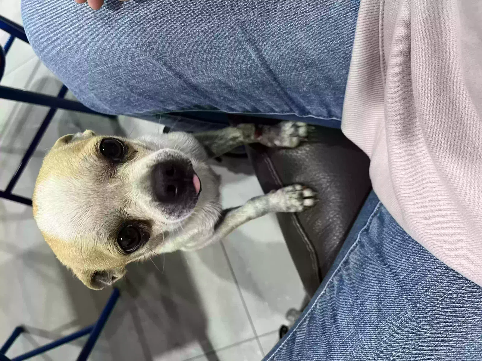 Lost dog in Miami, FL, 33157