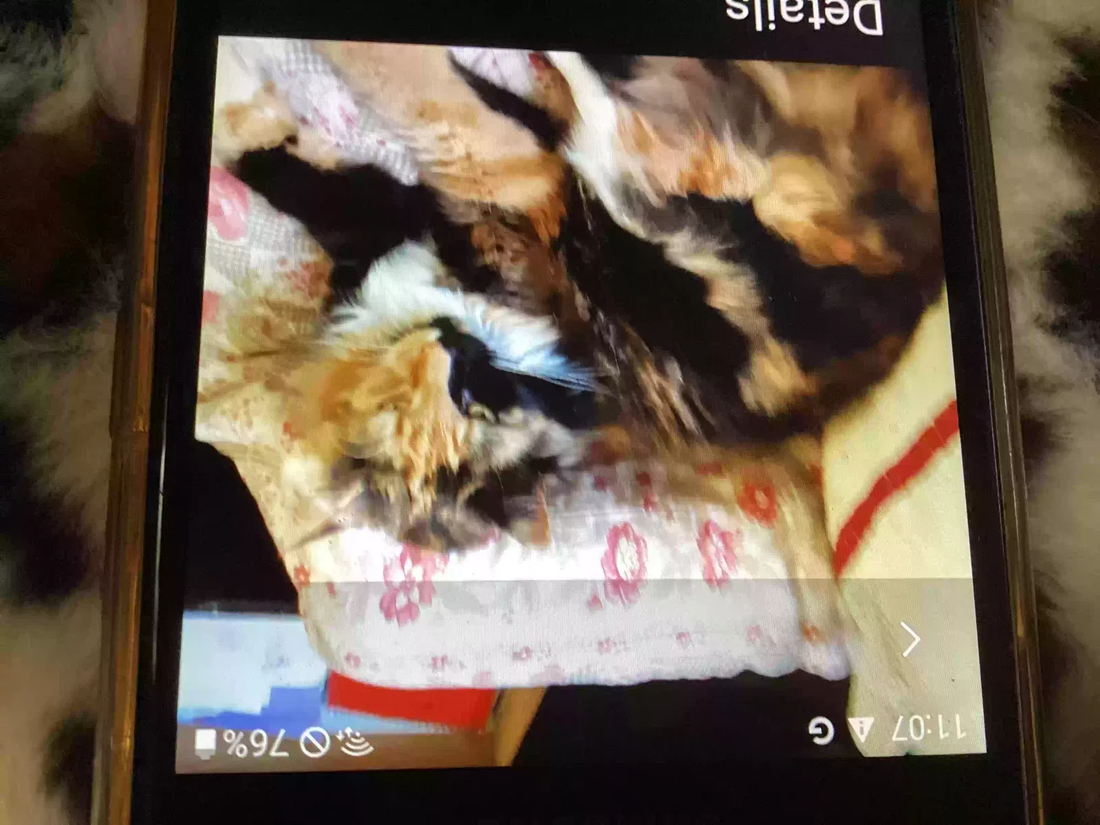 Lost cat in Egg Harbor City, NJ, 8215