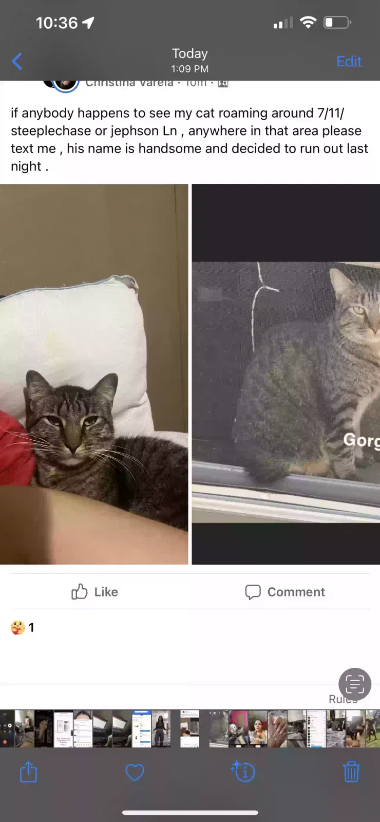 Lost cat in Alvin, TX, 77511