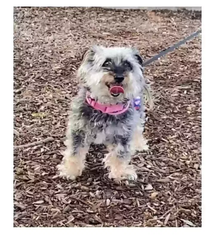 Lost dog in Pasadena, TX, 77502