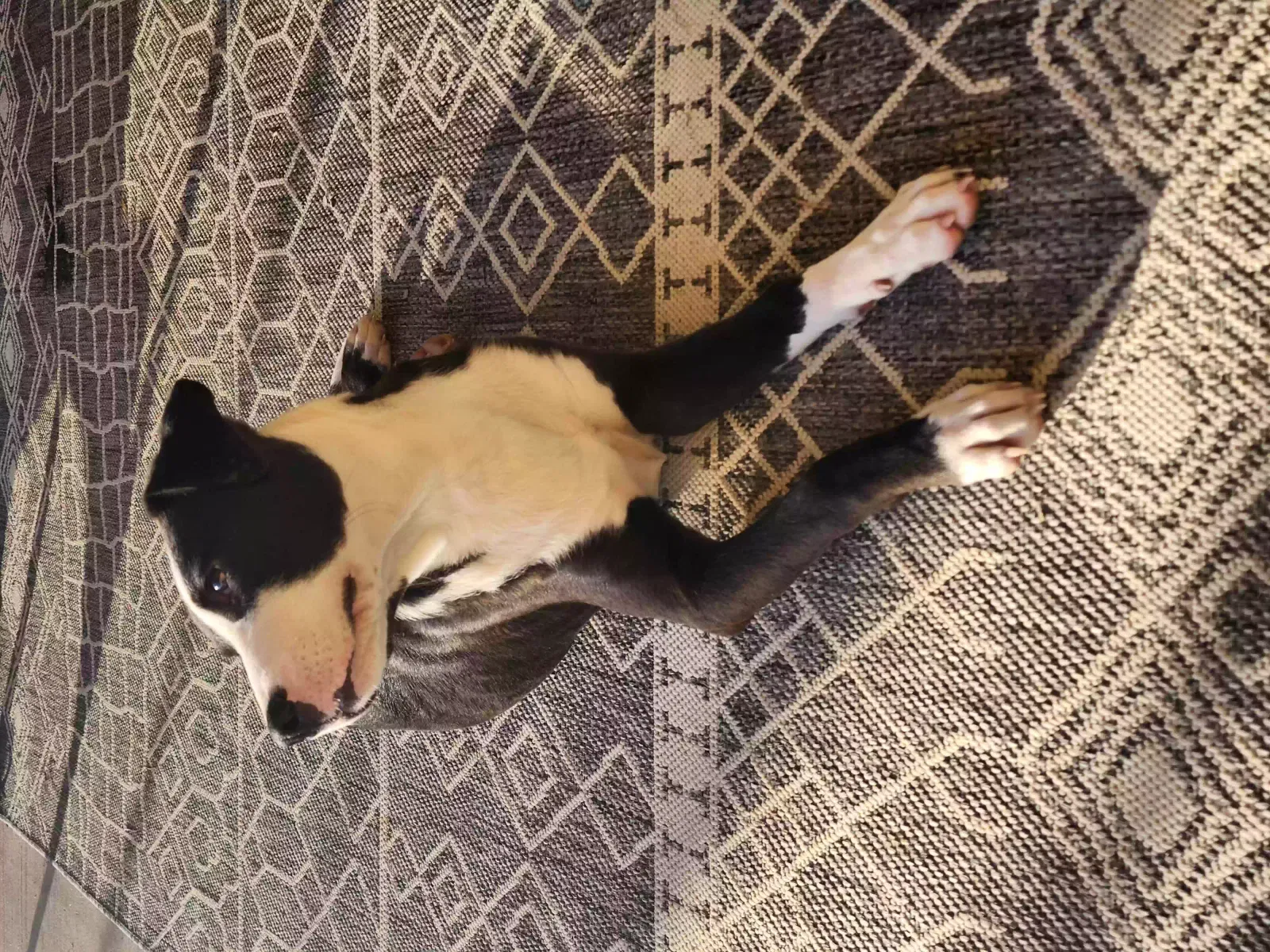 Lost dog in Houston, TX, 77019