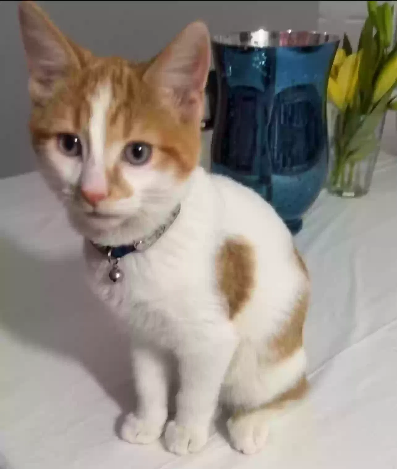 Lost cat in Saint Paul, MN, 55107