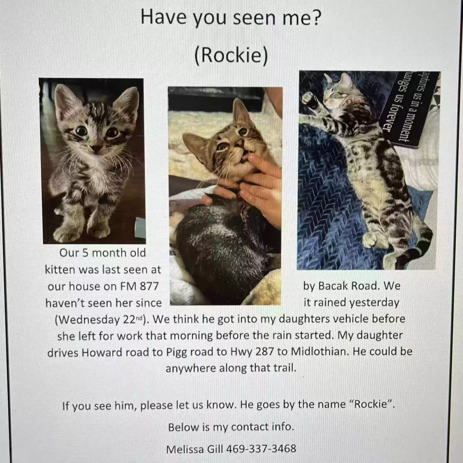 Missing Cat