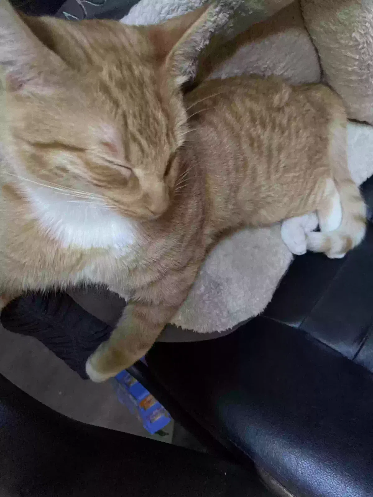 Lost cat in Oceanside, CA, 92057