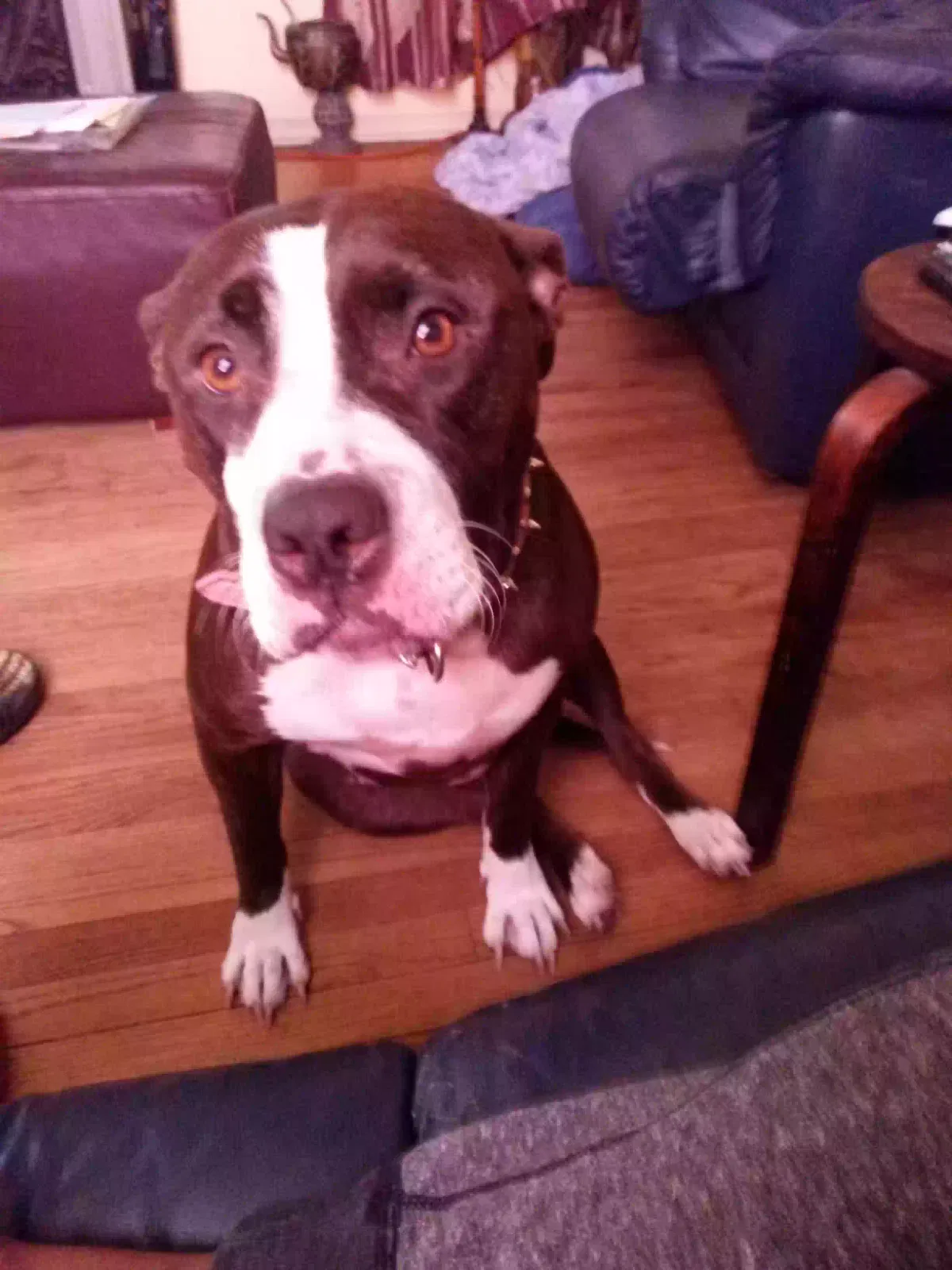 Lost dog in Los Angeles, CA, 90008