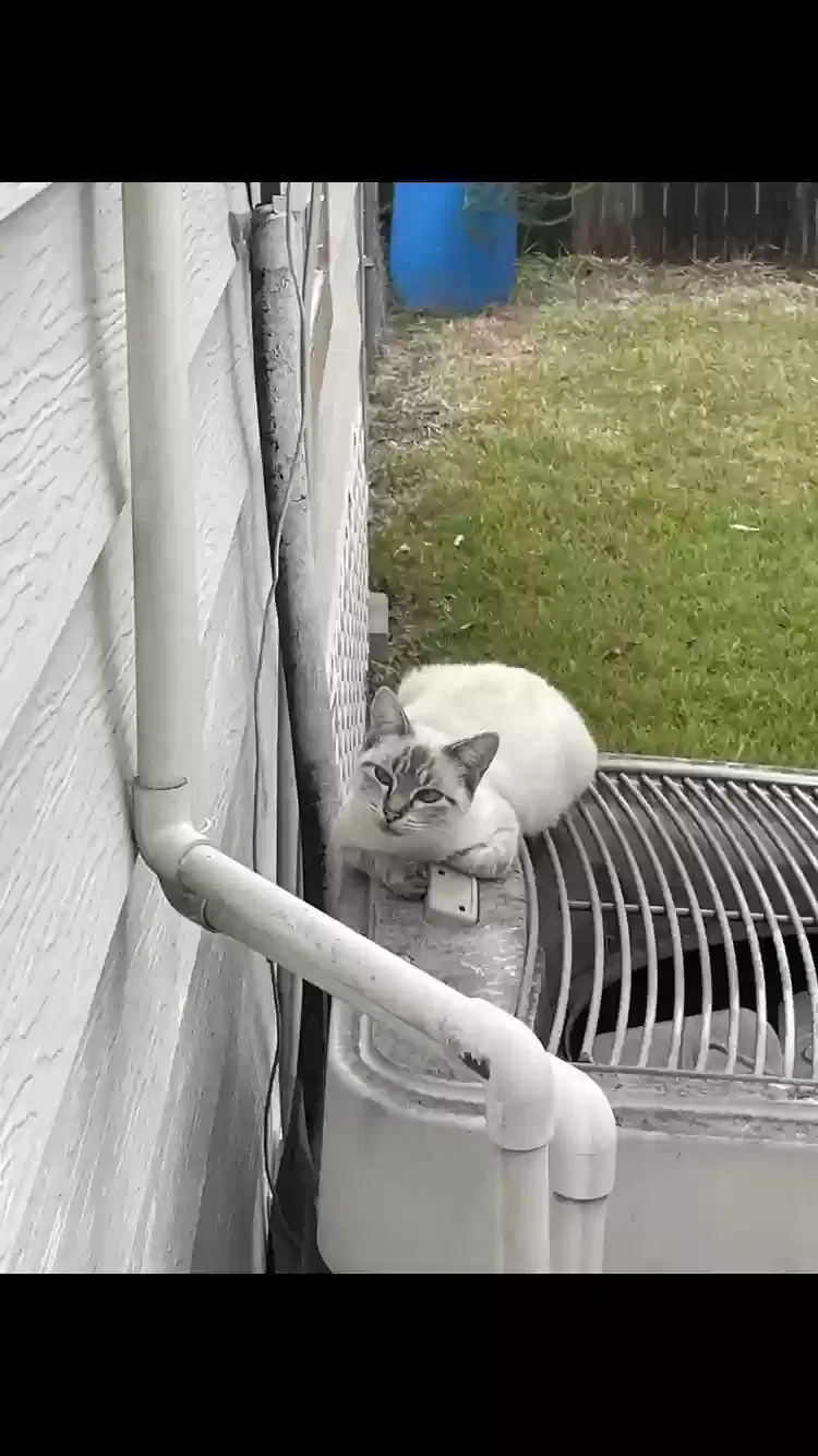 Lost cat in Baytown, TX, 77520