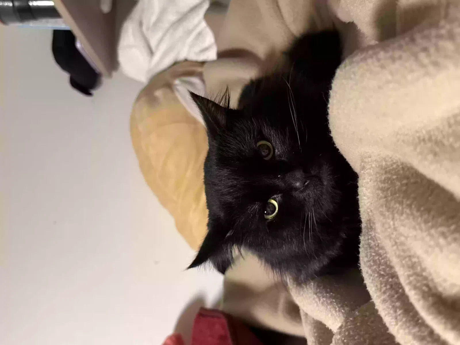 Lost cat in Beaverton, OR, 97078