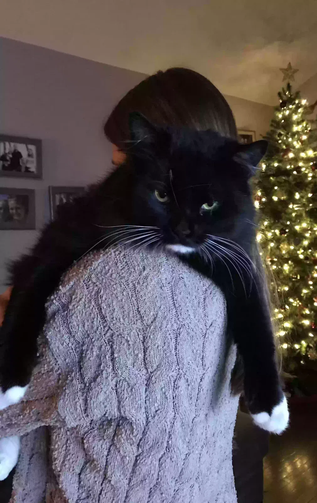 Lost cat in North Las Vegas, NV, 89031