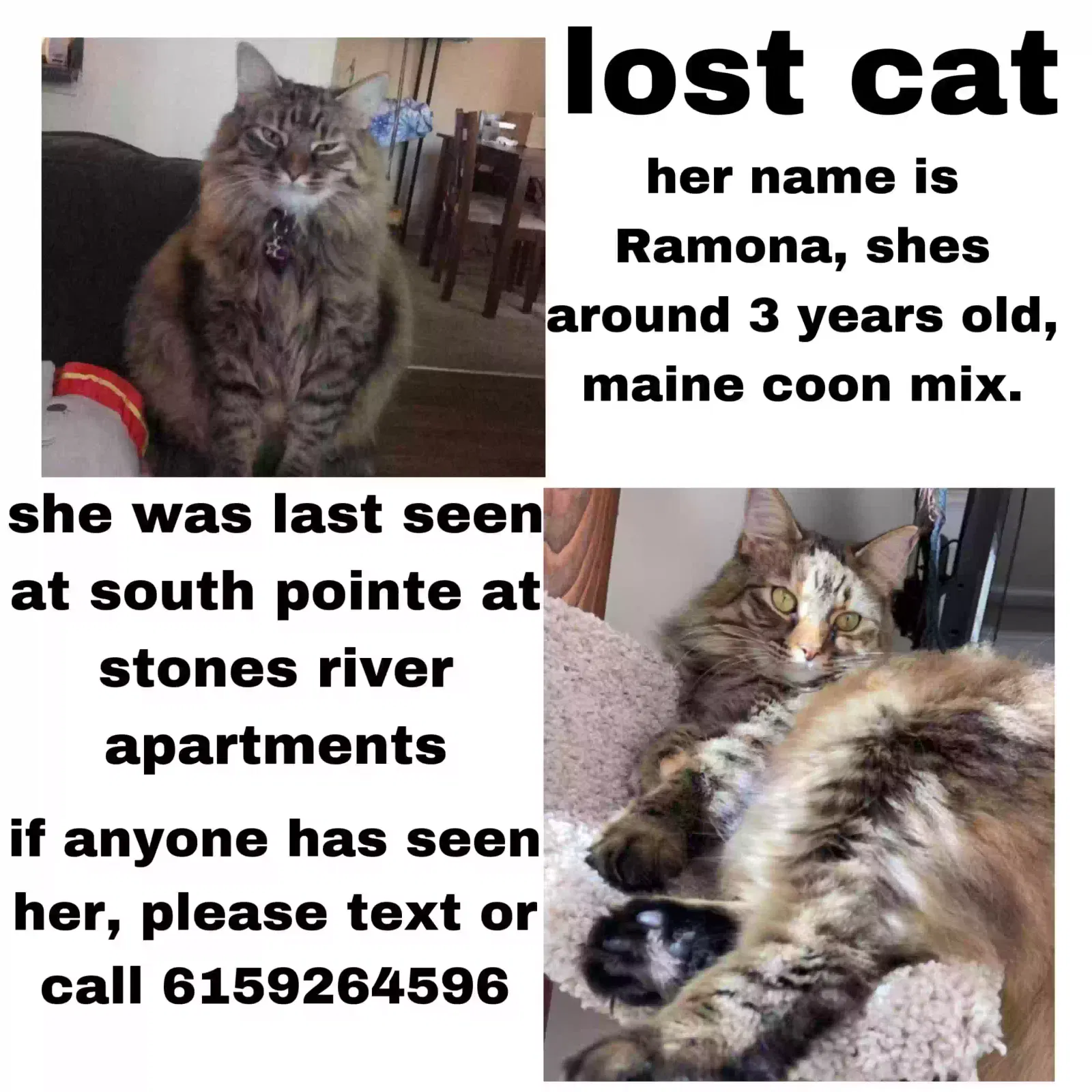 Lost cat in Hermitage, TN, 37076
