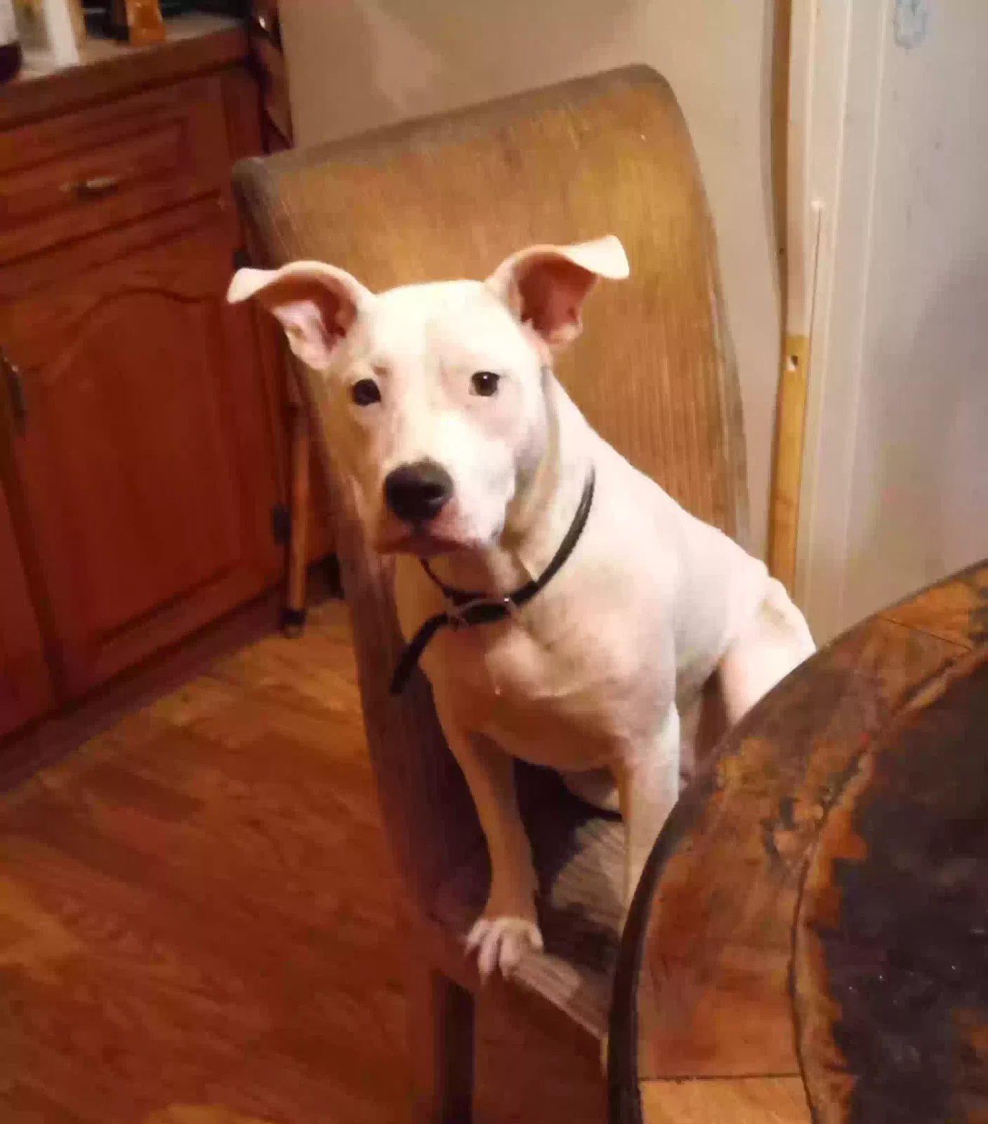 Lost dog in Smackover, AR, 71762