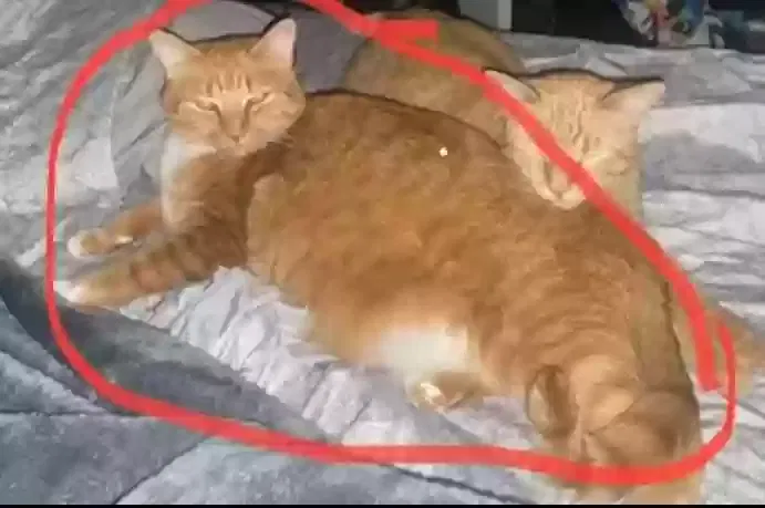 Lost cat in Tulsa, OK, 74129