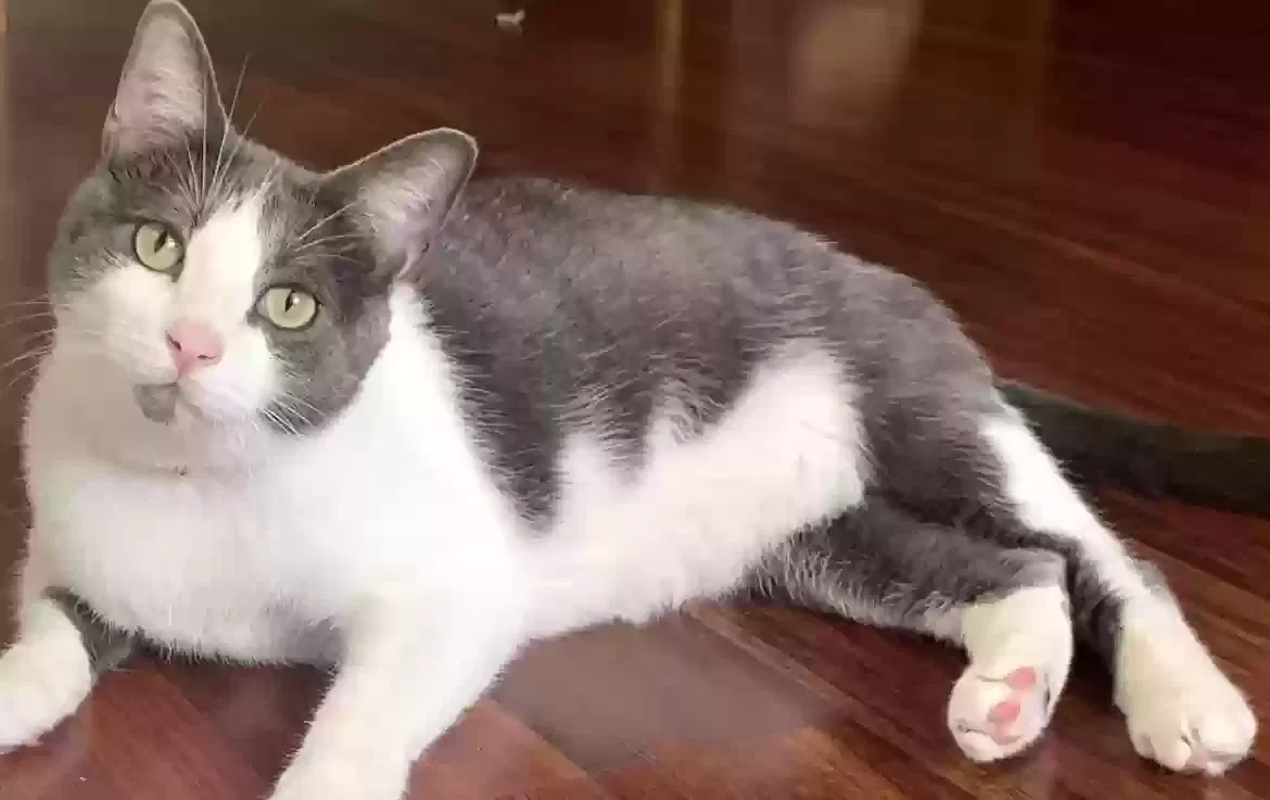 Lost cat in Katy, TX, 77449