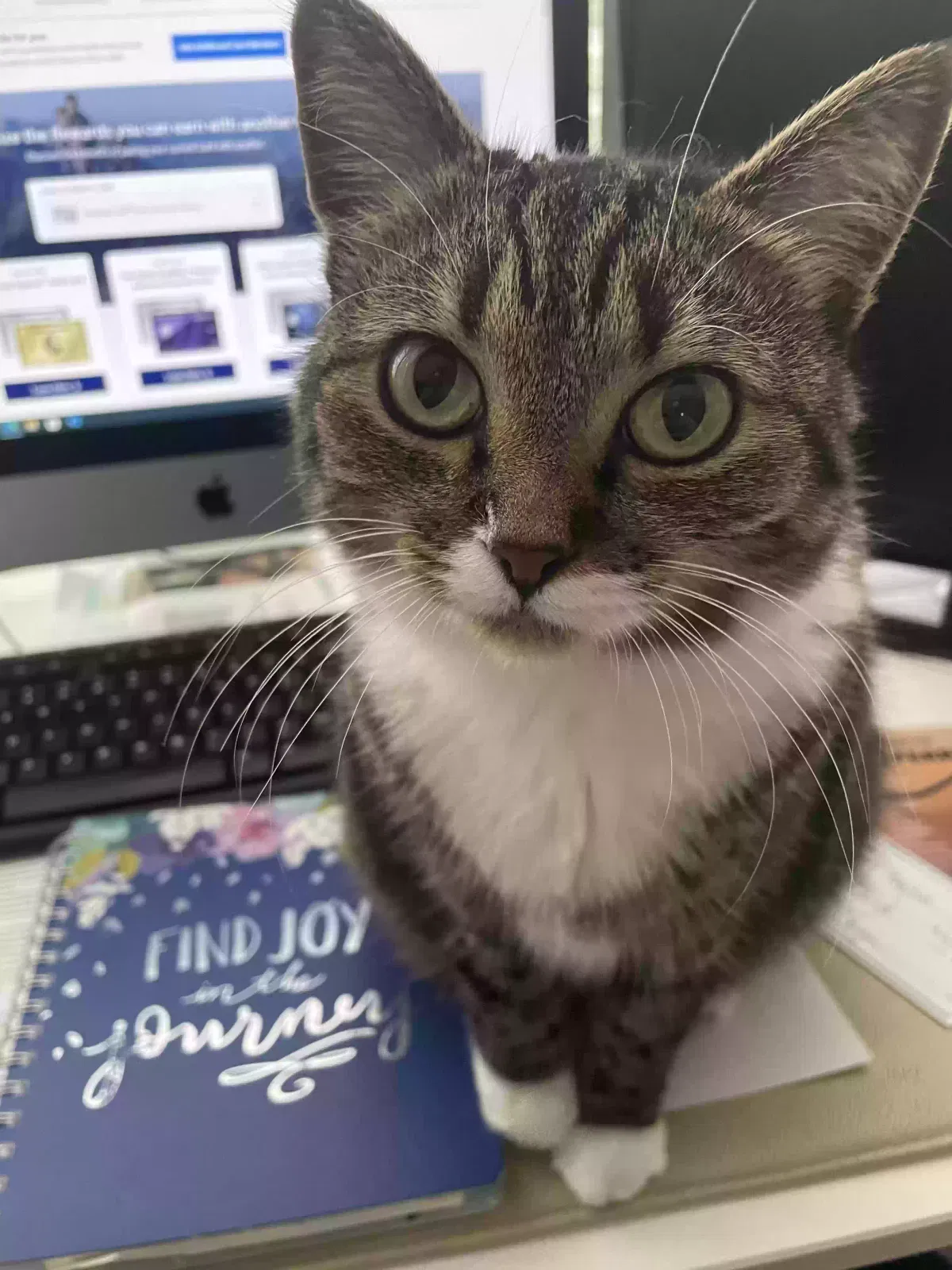 Lost cat in Saint Johns, FL, 32259
