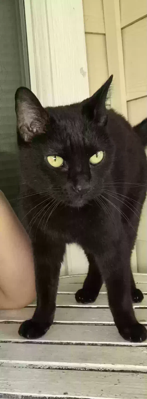 Lost cat in Cypress, TX, 77433