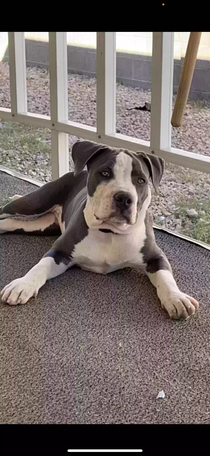 Lost dog in Las Vegas, NV, 89156