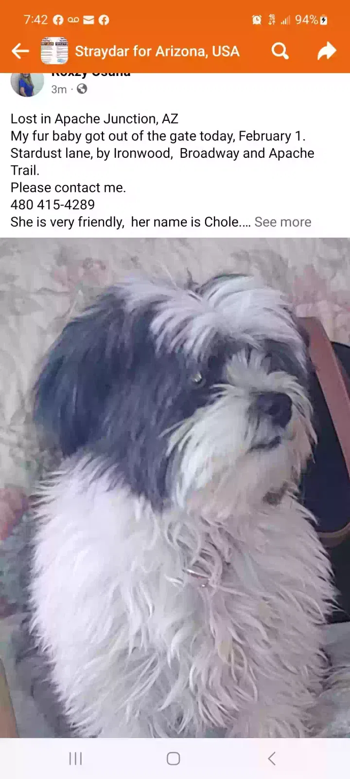 Lost dog in Apache Junction, AZ, 85120