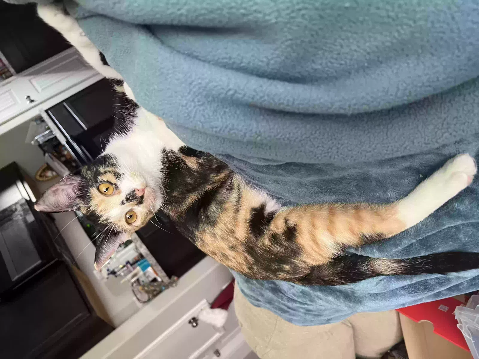 Lost cat in Houston, TX, 77029