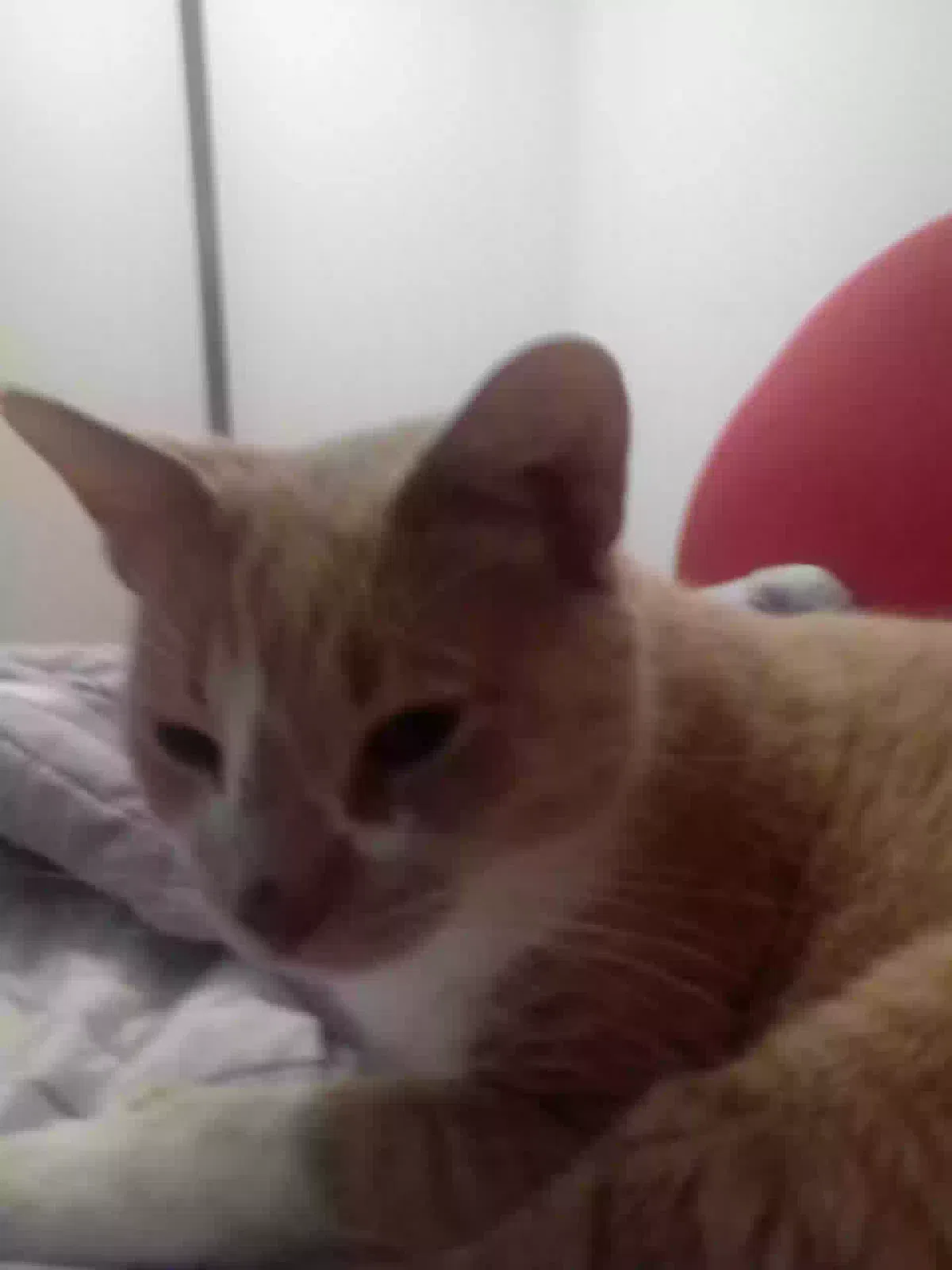 Lost cat in Midland, MI, 48640