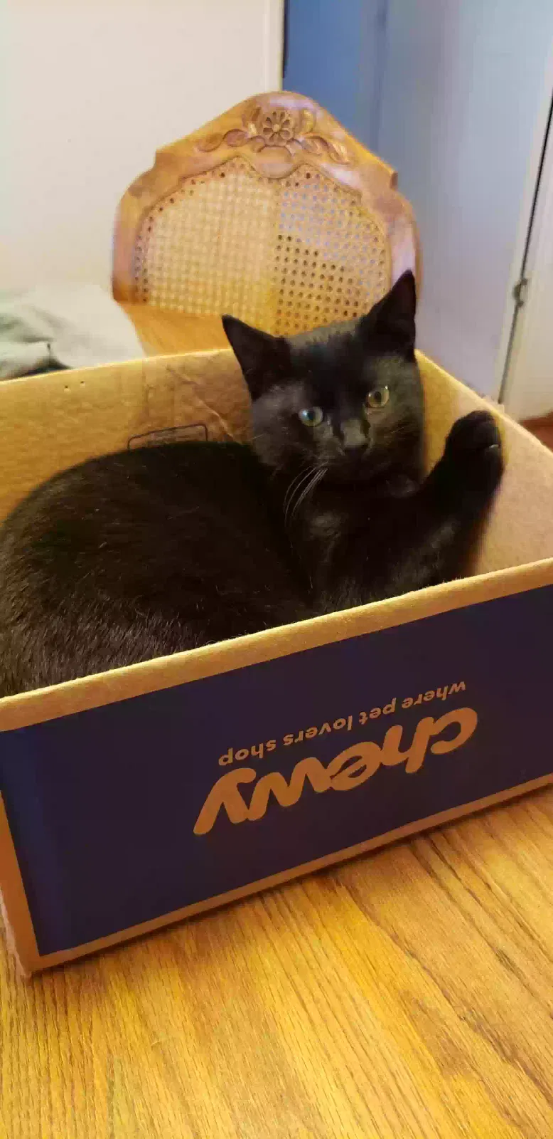 Lost cat in Shepherdstown, WV, 25443