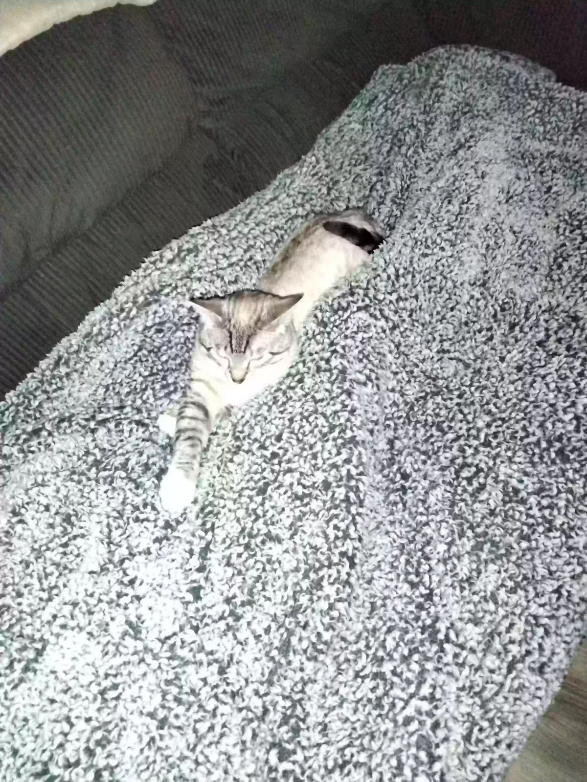 Lost cat in Spokane, WA, 99205