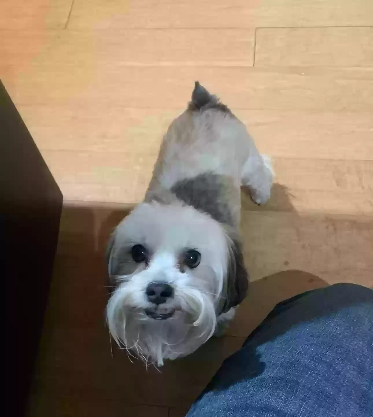 Lost dog in Jenks, OK, 74037