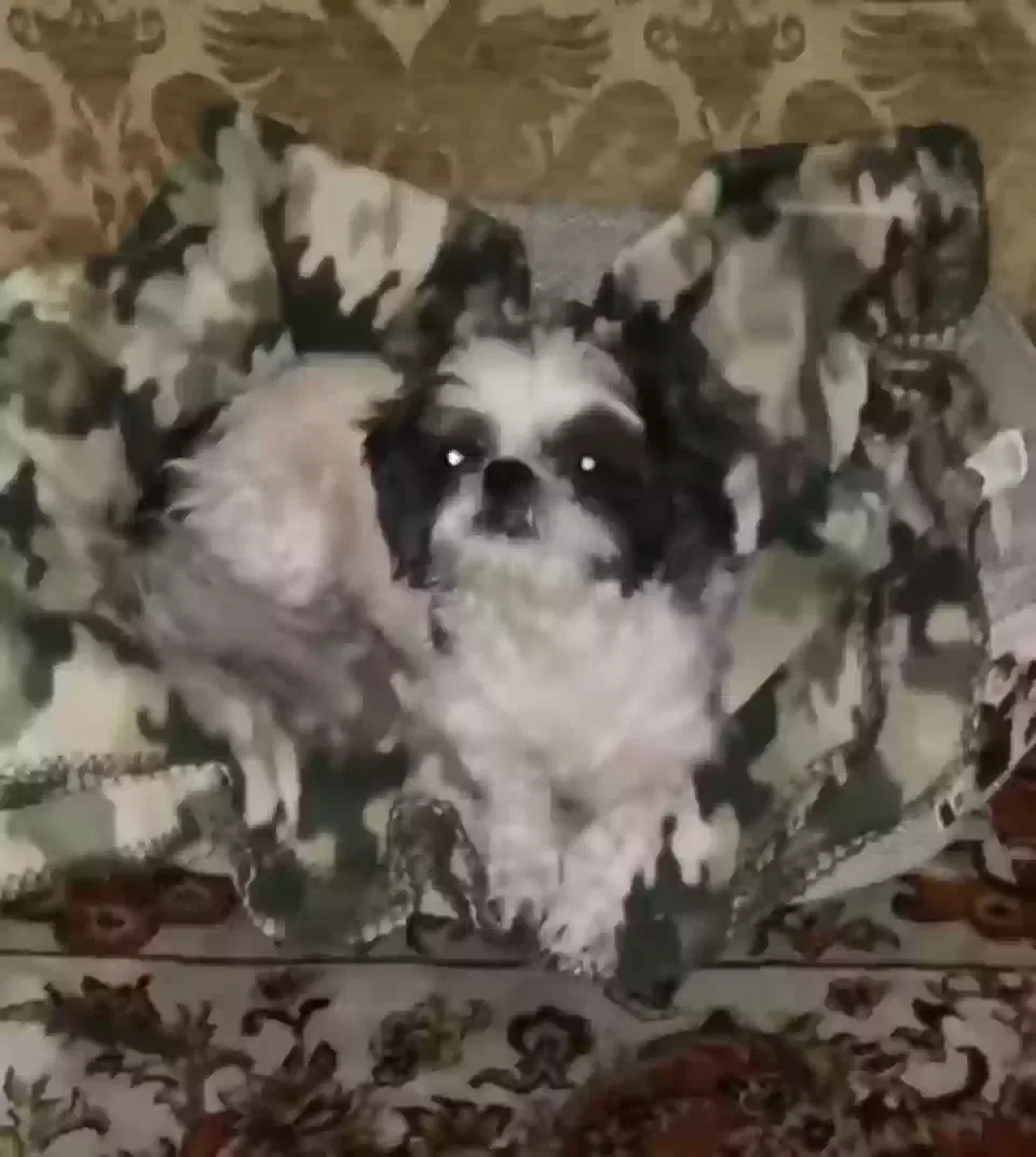 Lost dog in Las Vegas, NV, 89102